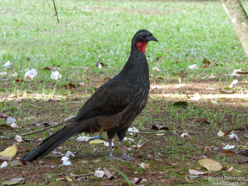 Pénélope péoa