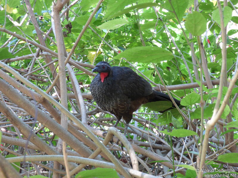 Rusty-margined Guan