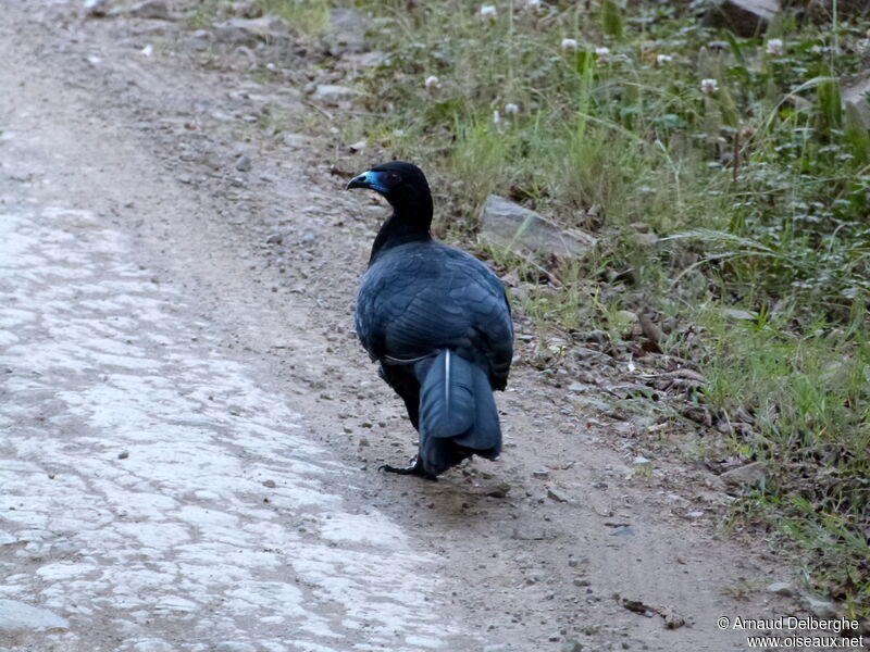 Black Guan