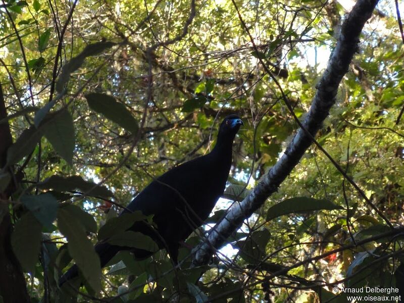 Black Guan