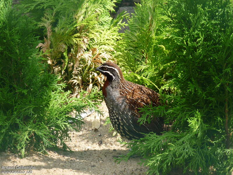 Perdrix de Madagascar mâle adulte, identification