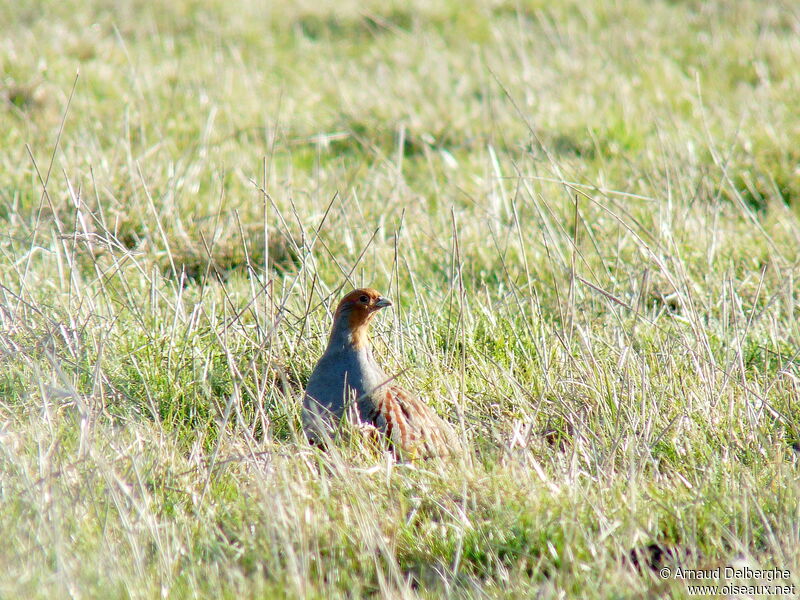 Grey Partridge