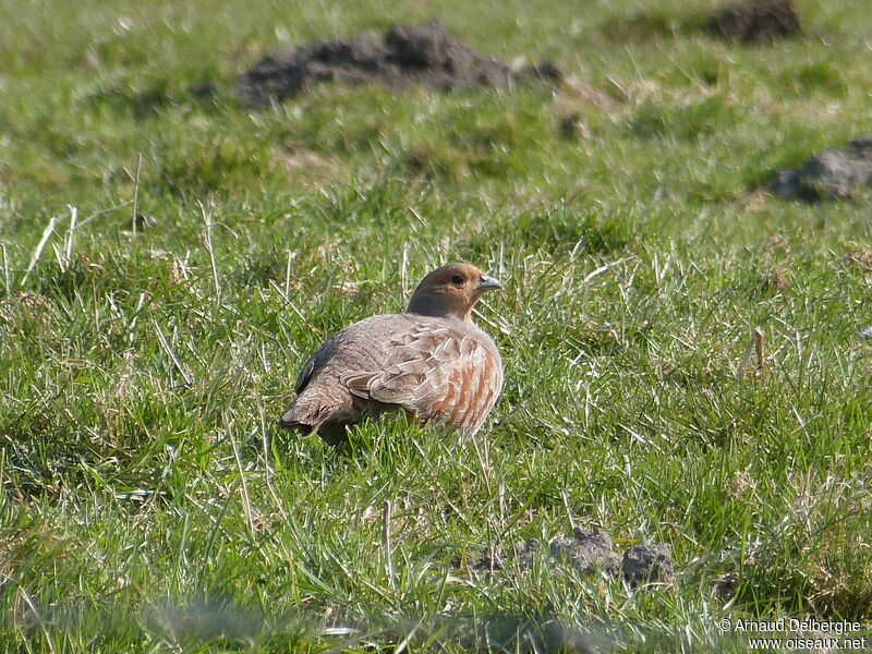 Grey Partridge