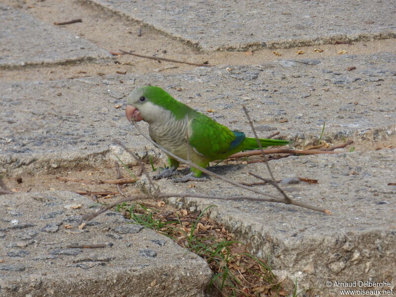 Monk Parakeet