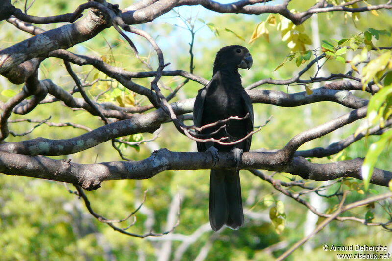 Greater Vasa Parrot