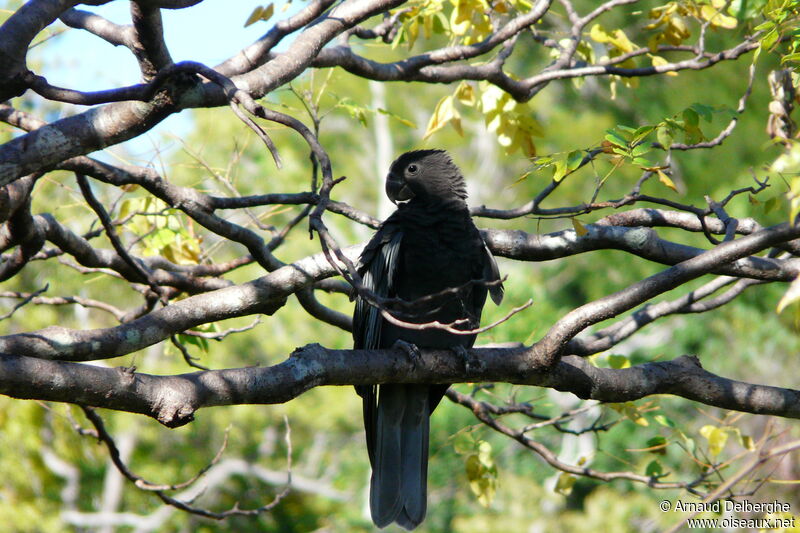 Greater Vasa Parrot