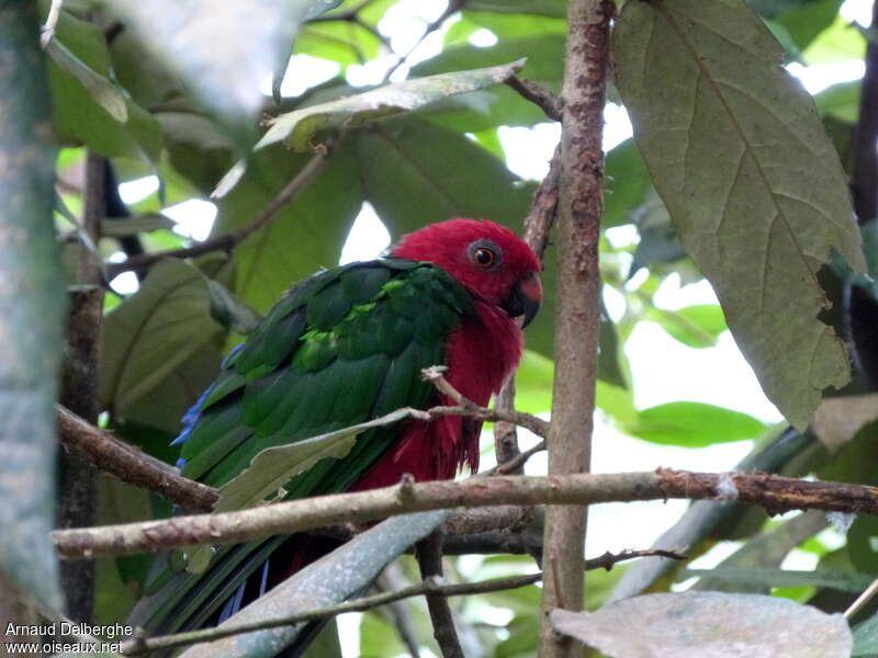 Papuan King Parrotadult, identification