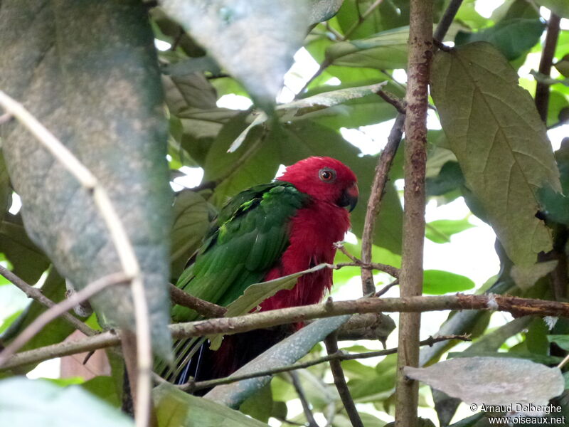 Papuan King Parrot