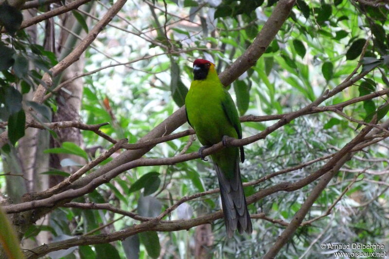 Horned Parakeet