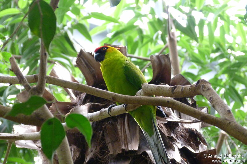 Horned Parakeet