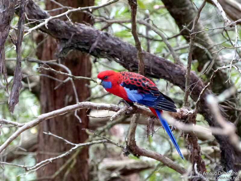 Perruche de Pennant