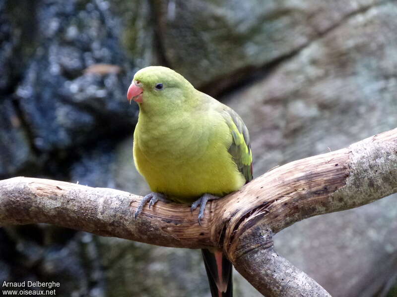 Regent Parrot female adult, close-up portrait