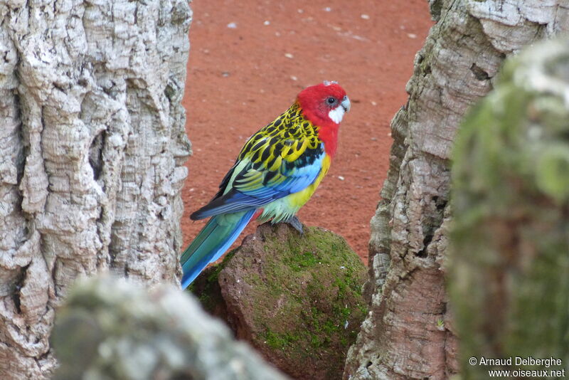 Eastern Rosella