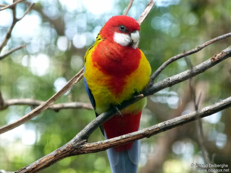 Eastern Rosella