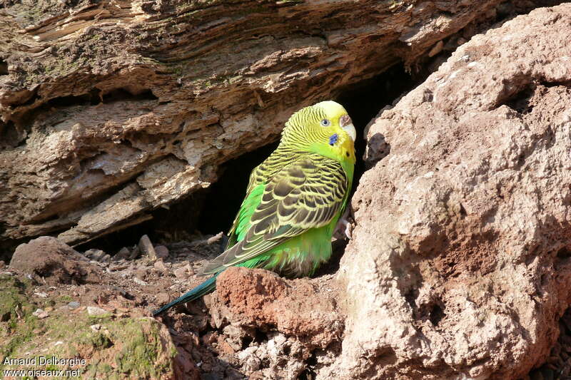 Perruche ondulée femelle adulte, identification