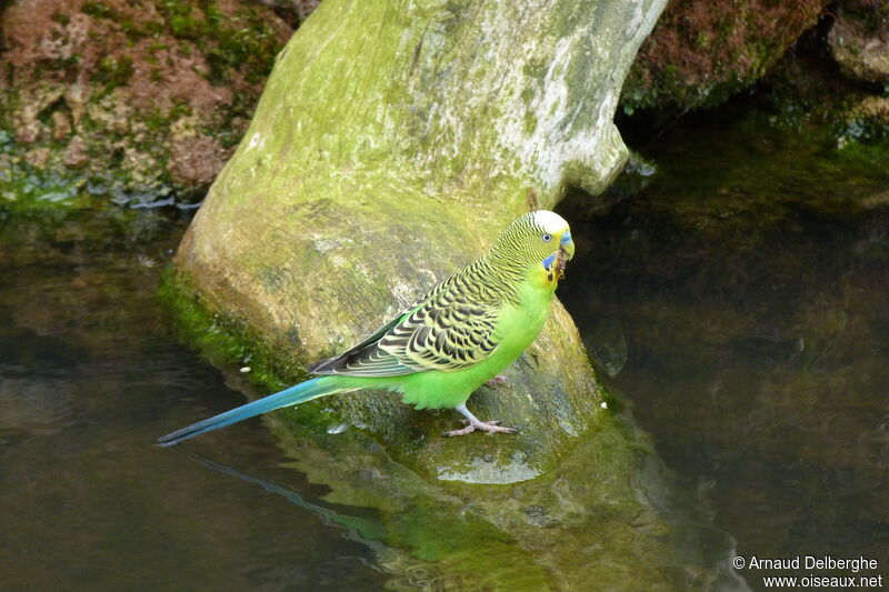 Budgerigar