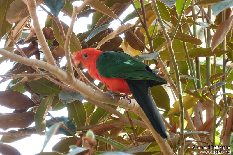 Australian King Parrot male