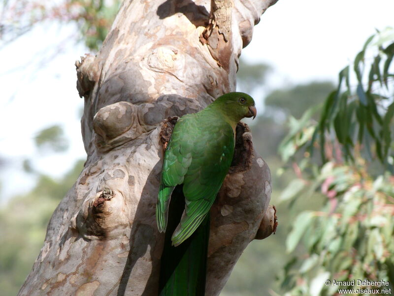 Australian King Parrot female adult, Reproduction-nesting