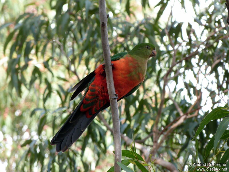 Australian King Parrot female