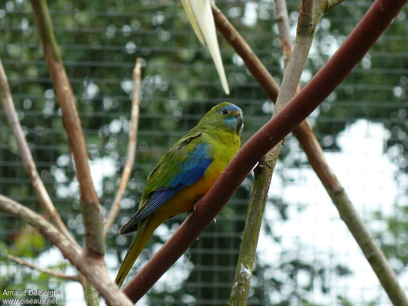 Perruche turquoisine mâle adulte nuptial, identification