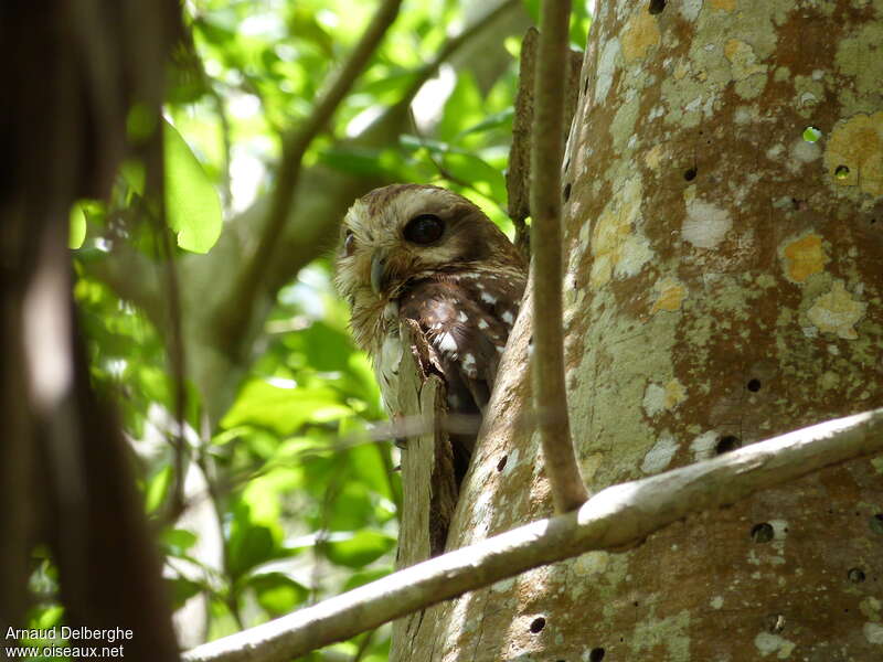 Bare-legged Owladult