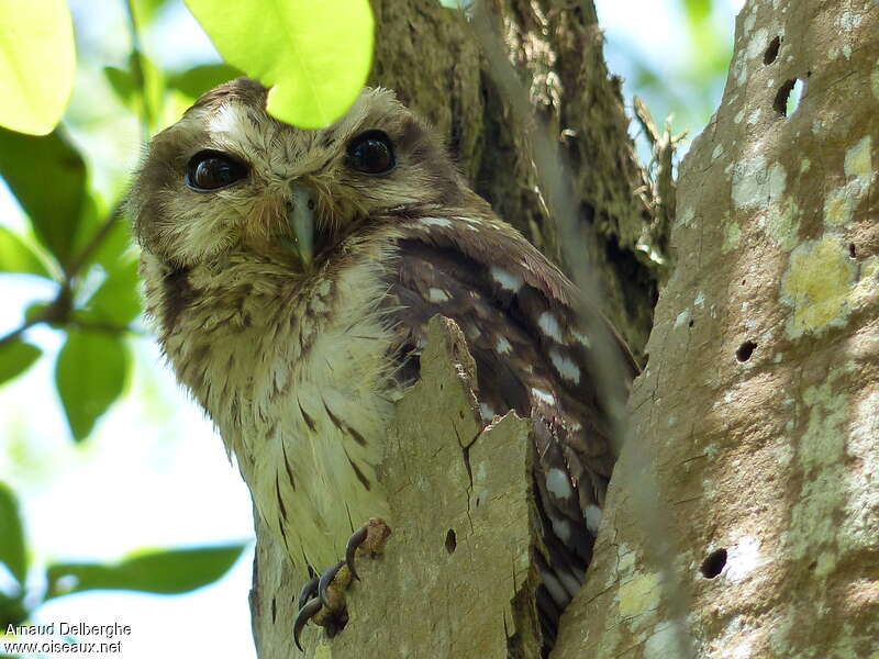 Petit-duc de Cubaadulte, identification