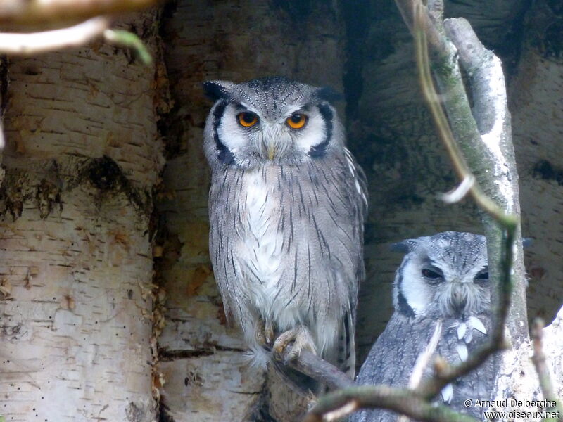 Southern White-faced Owl