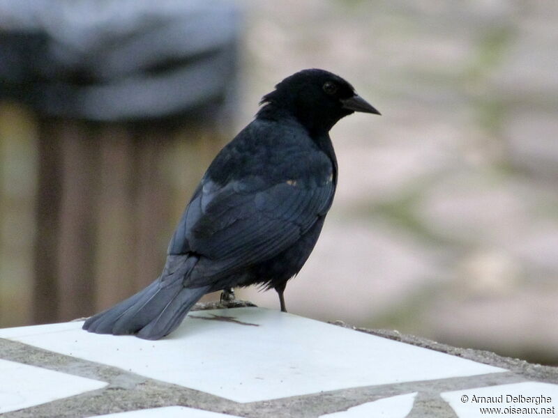 Tawny-shouldered Blackbird