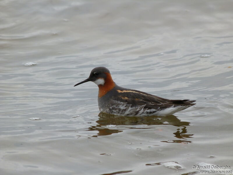 Red-necked Phalarope