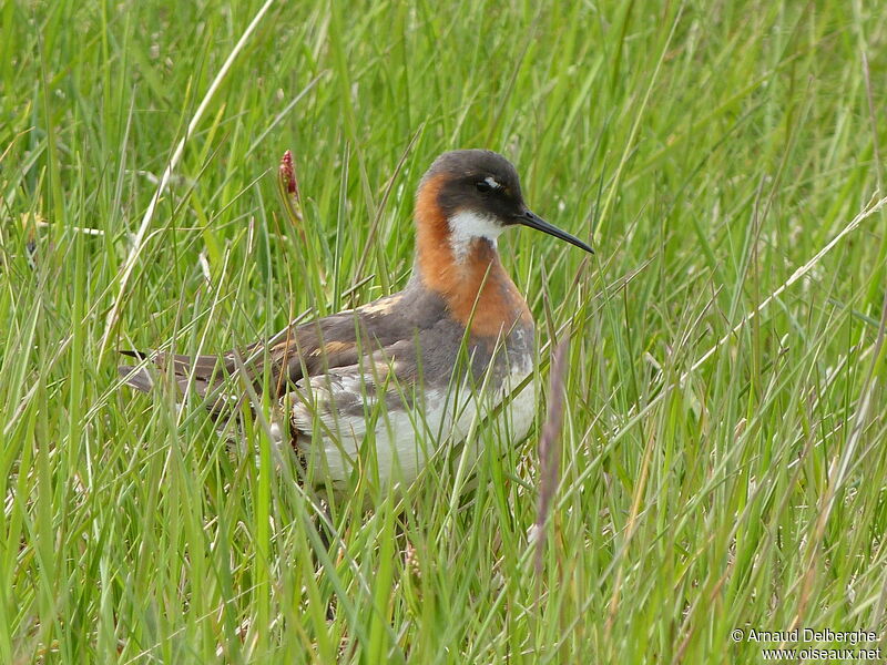 Red-necked Phalarope