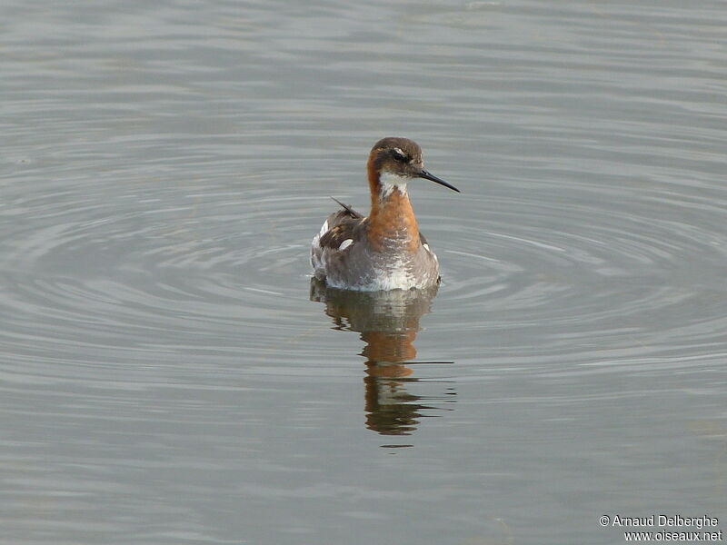 Red-necked Phalarope