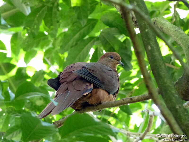 Brown Cuckoo-Dove