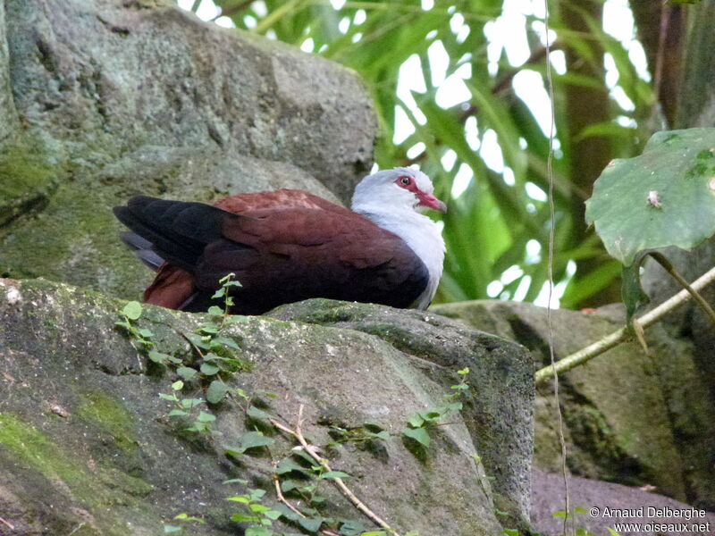 Great Cuckoo-Dove