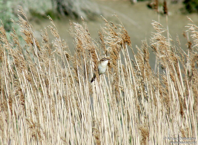 Phragmite des joncs