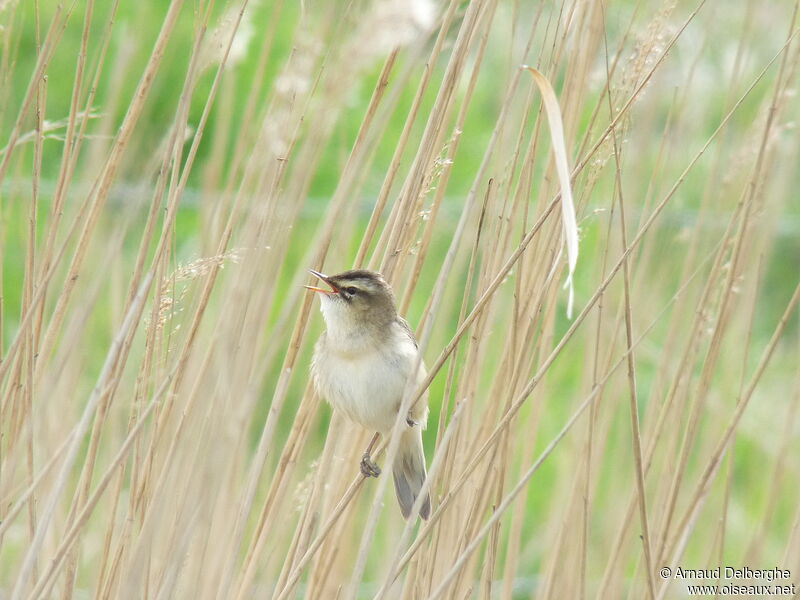 Sedge Warbler