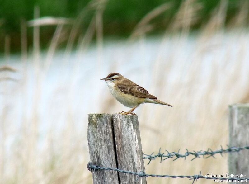 Sedge Warbler