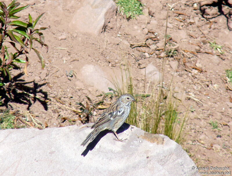 Mourning Sierra Finch female