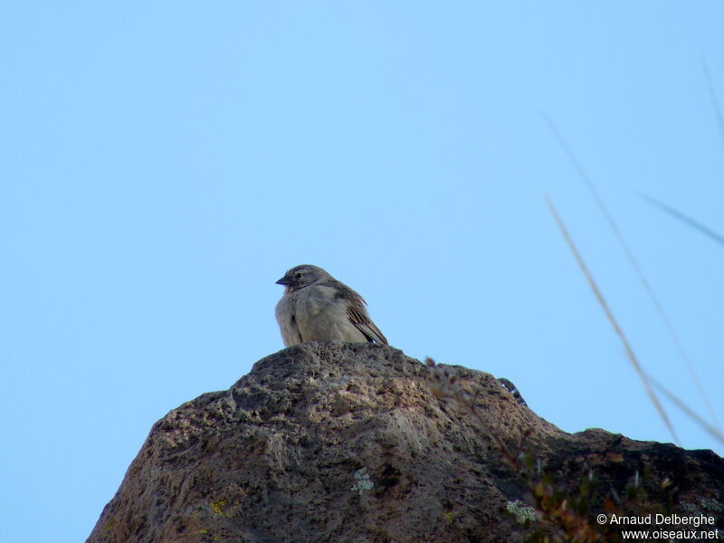 Ash-breasted Sierra Finch