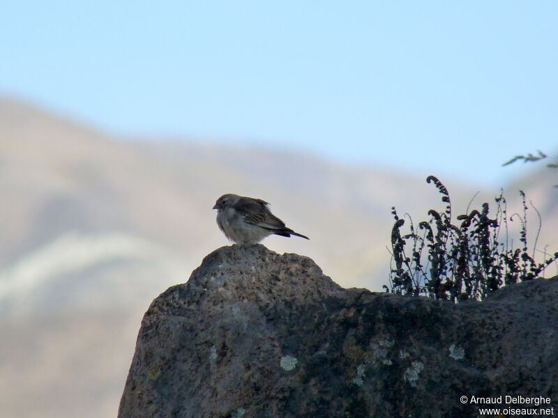 Ash-breasted Sierra Finch