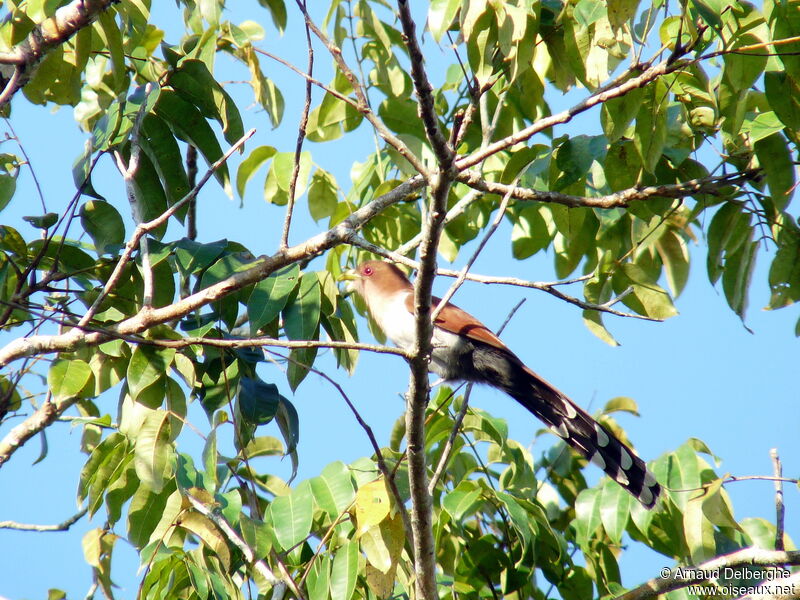 Squirrel Cuckoo