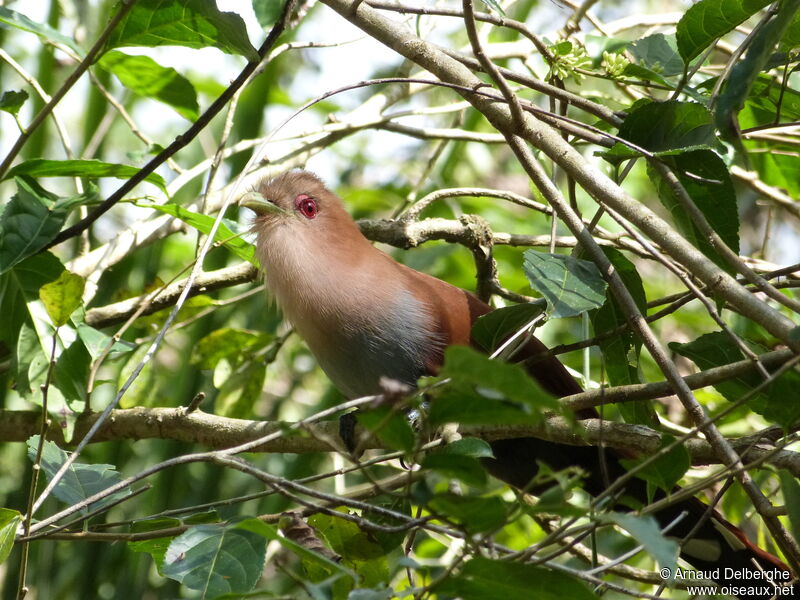 Piaye écureuil