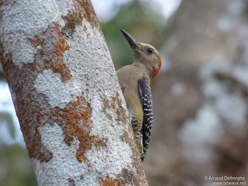 Golden-fronted Woodpecker