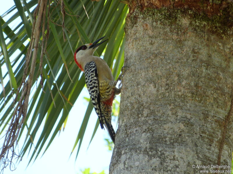 West Indian Woodpecker