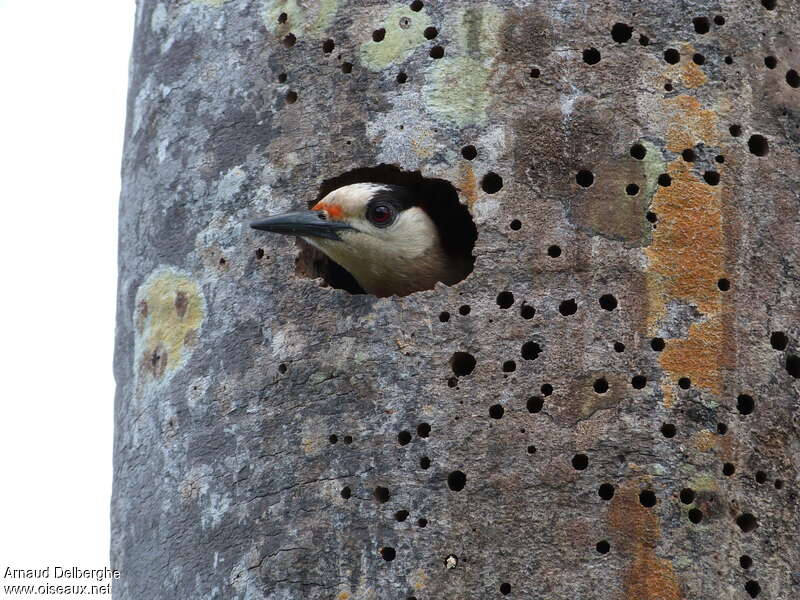 West Indian Woodpecker female adult, Reproduction-nesting