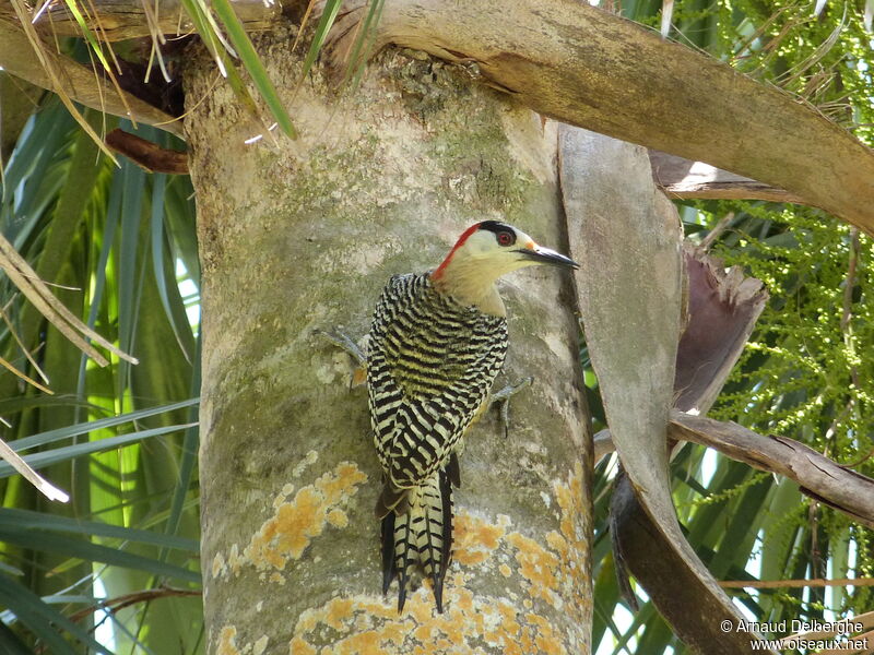 West Indian Woodpecker