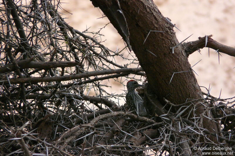 Cardinal Woodpecker