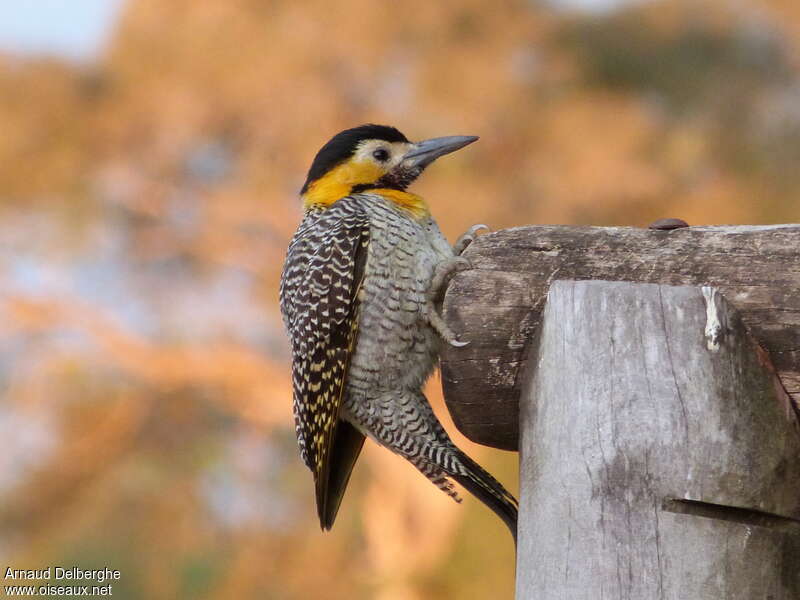 Campo Flicker male adult, identification