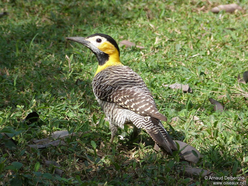 Campo Flicker