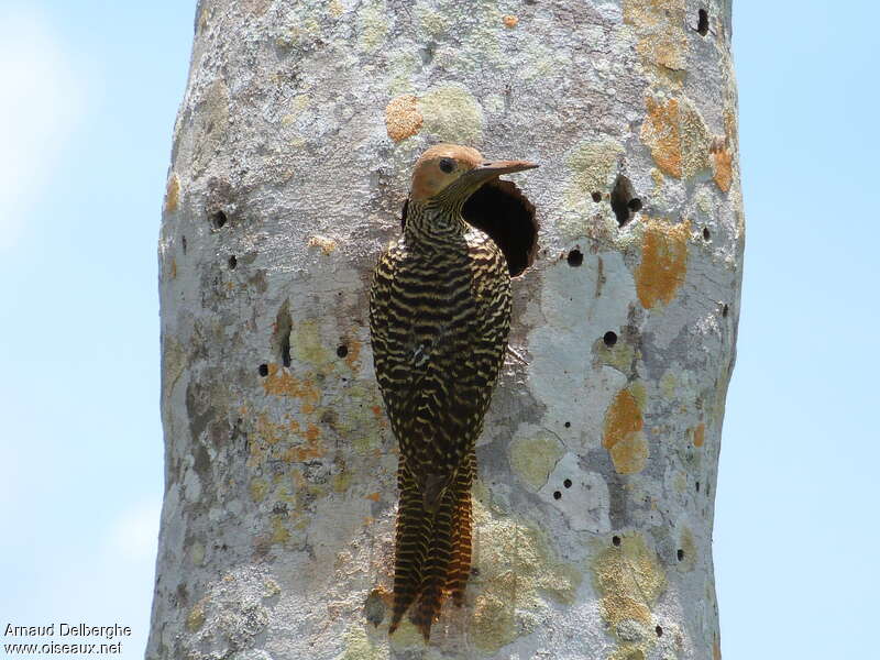 Fernandina's Flicker female adult, Reproduction-nesting