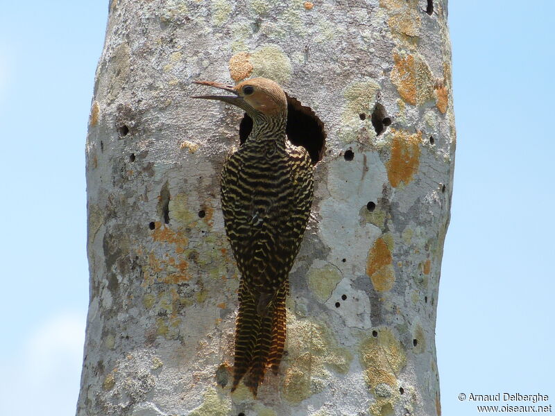 Fernandina's Flicker